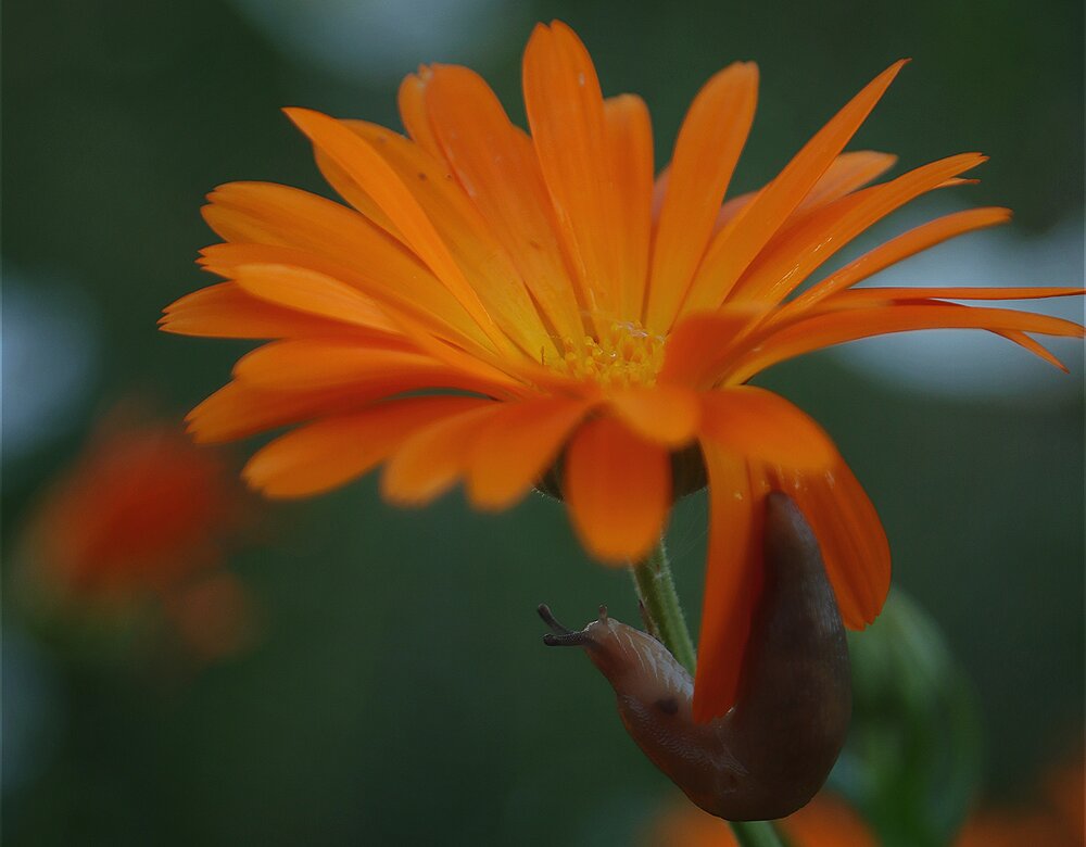 Photograph by Мария Толкачёва