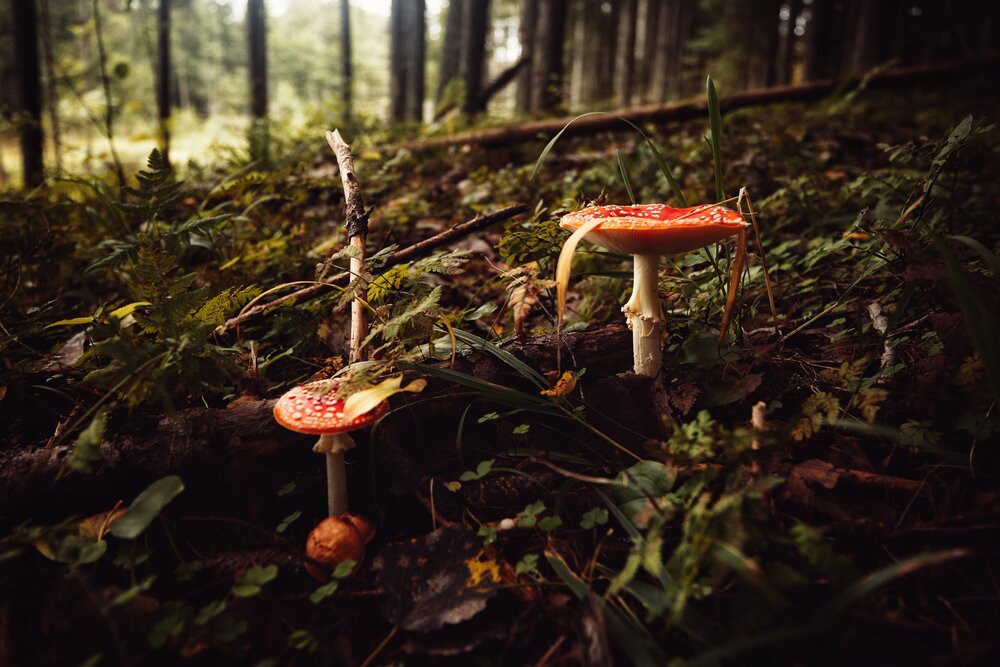 Photograph by Микрокосмос Владимир
