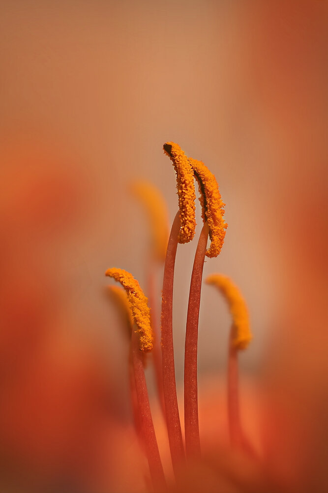 Photograph by Татьяна Бравая