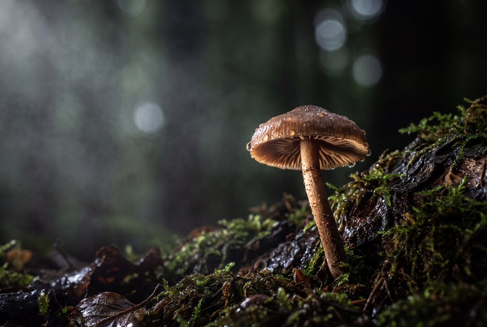 Photograph by Максим Кольцов