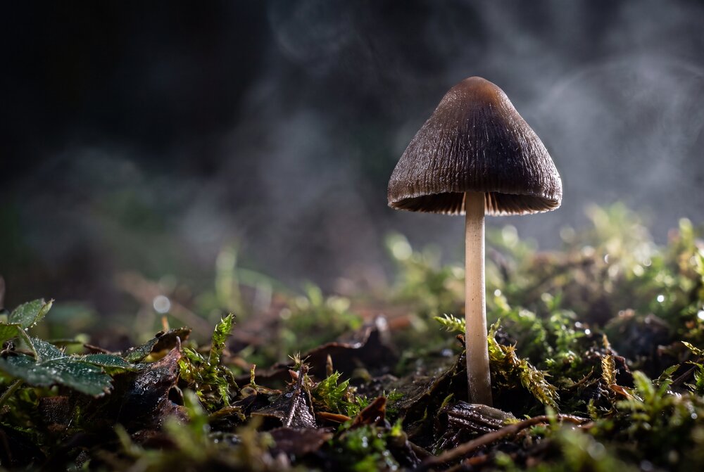 Photograph by Максим Кольцов