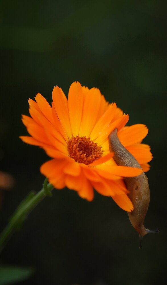 Photograph by Мария Толкачёва