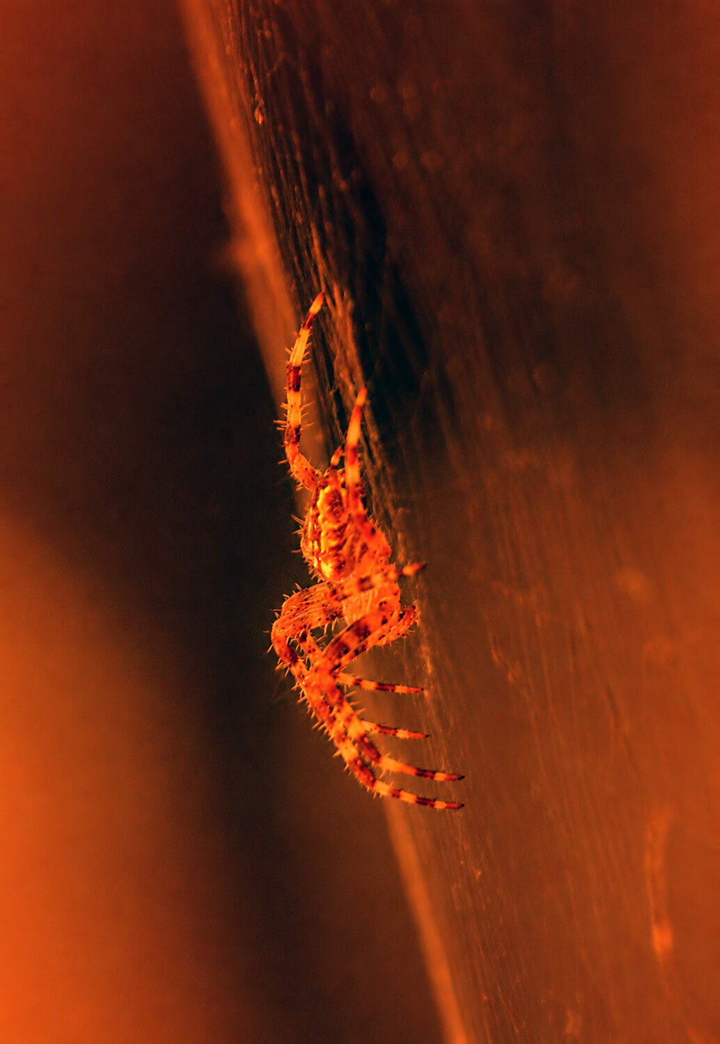 Photo #13967619