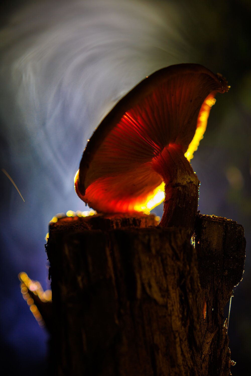 Photo #13967694
