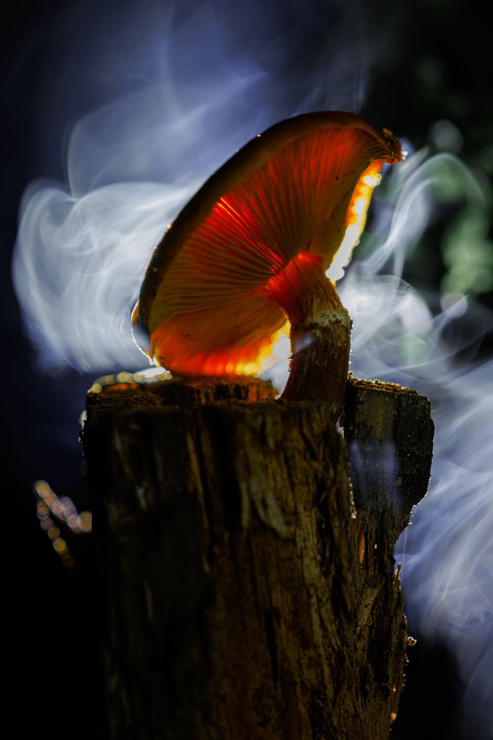 Photo #13967720