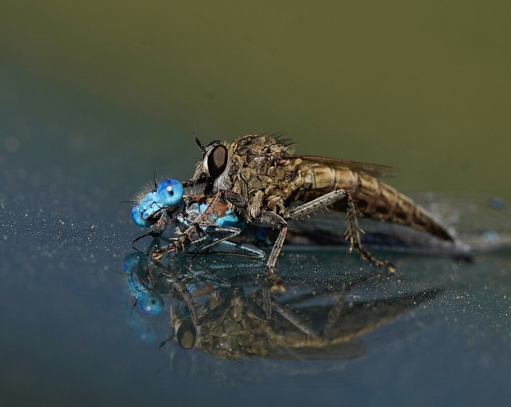 Photograph by Batsaikhan Badamdorj