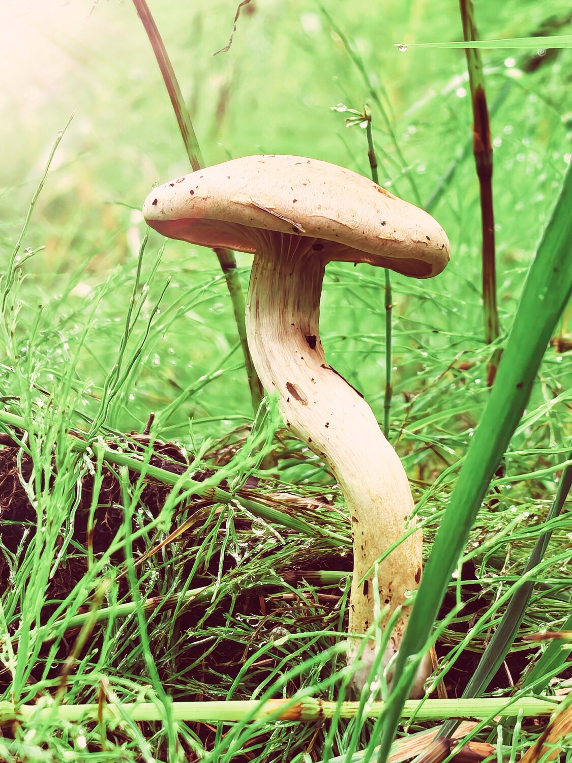 Photo #13968031