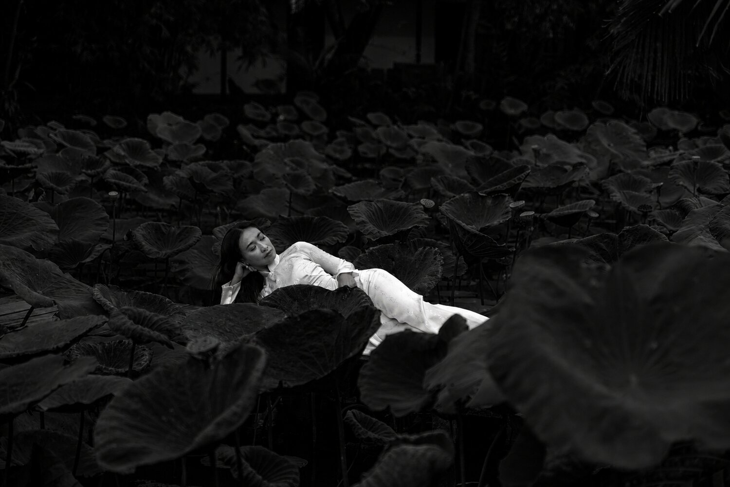 Among the Lotus
