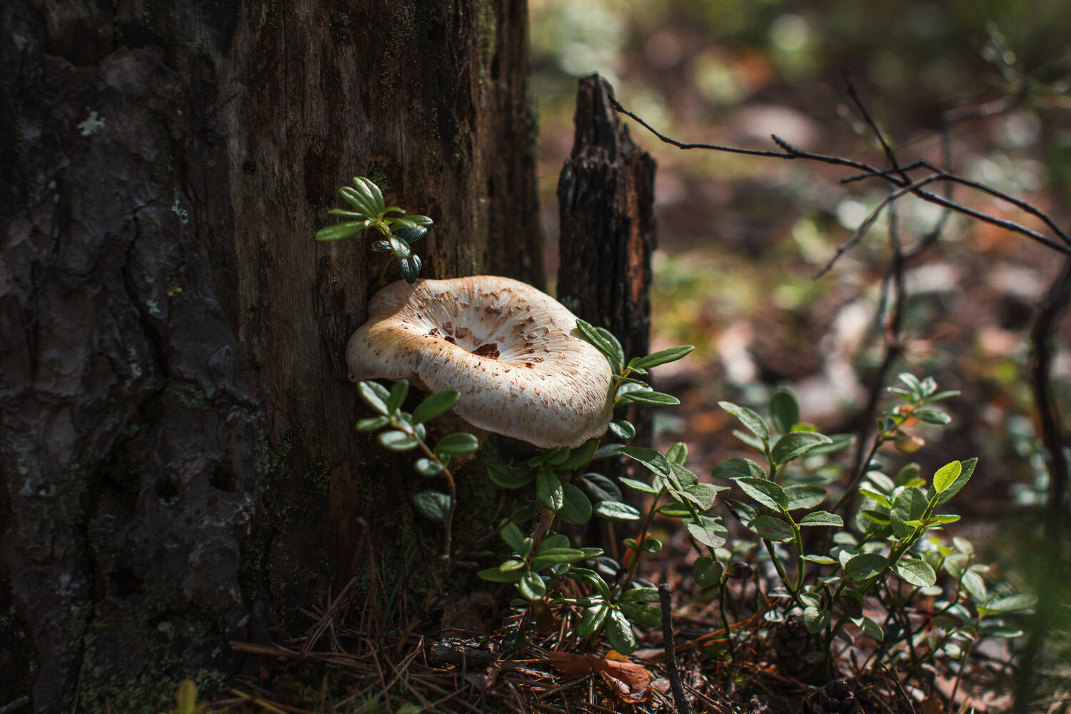 Photo #13968097