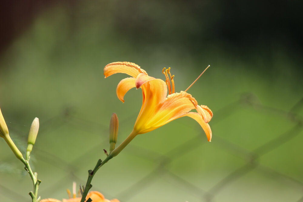 Photograph by Ирина Дмитриенко