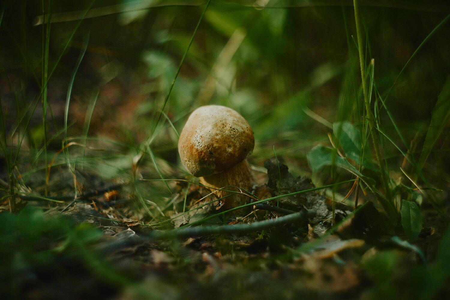 Photo #13968420