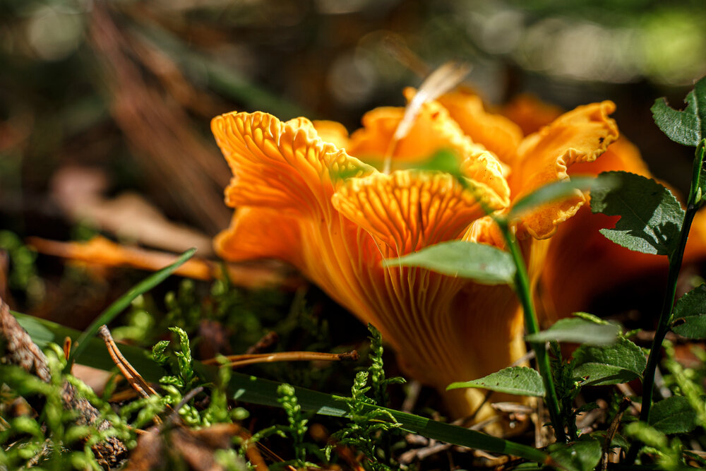Photograph by Дарья Улюсова