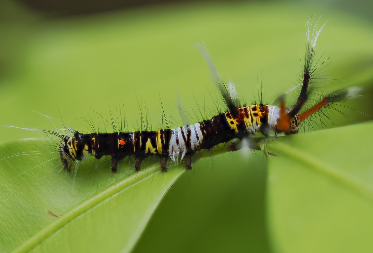 Mating