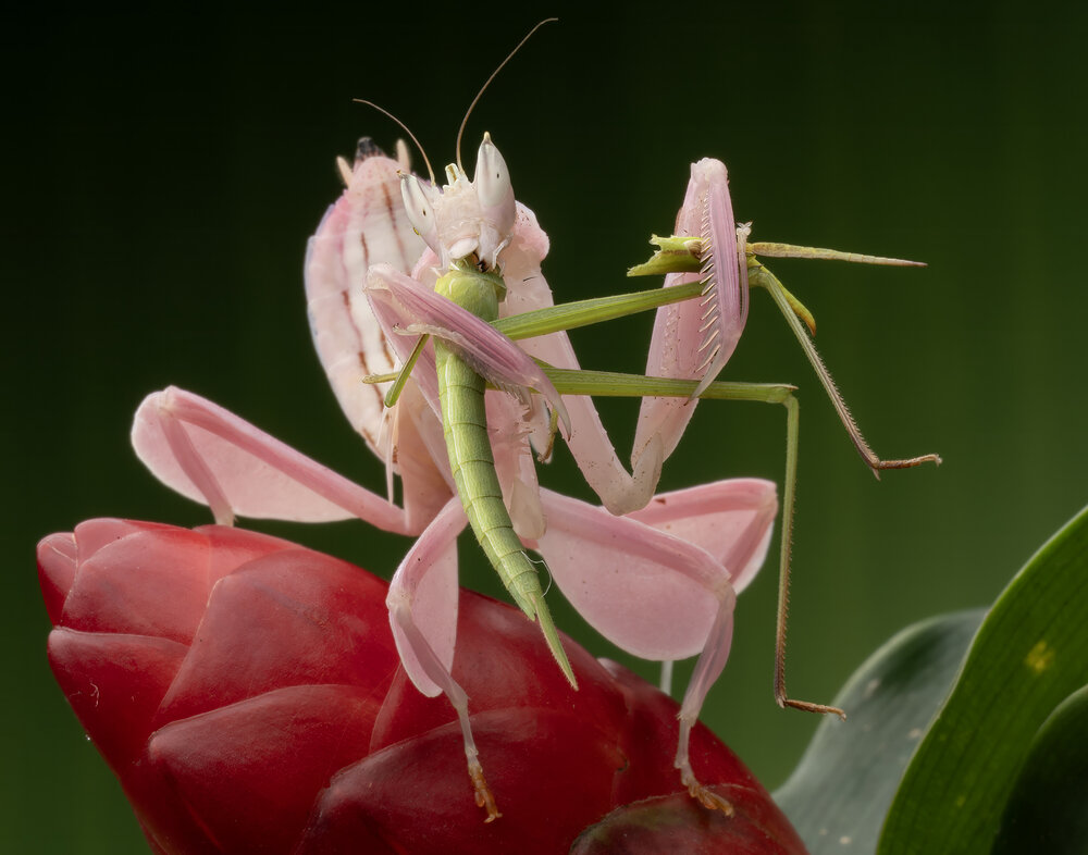 Dance with the prey