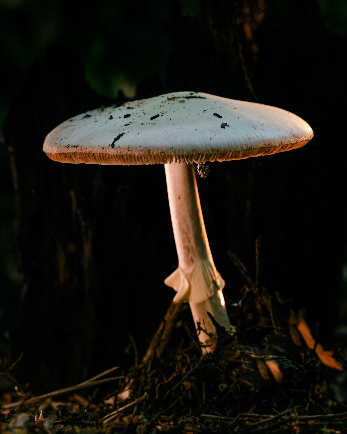 Photo #13968573
