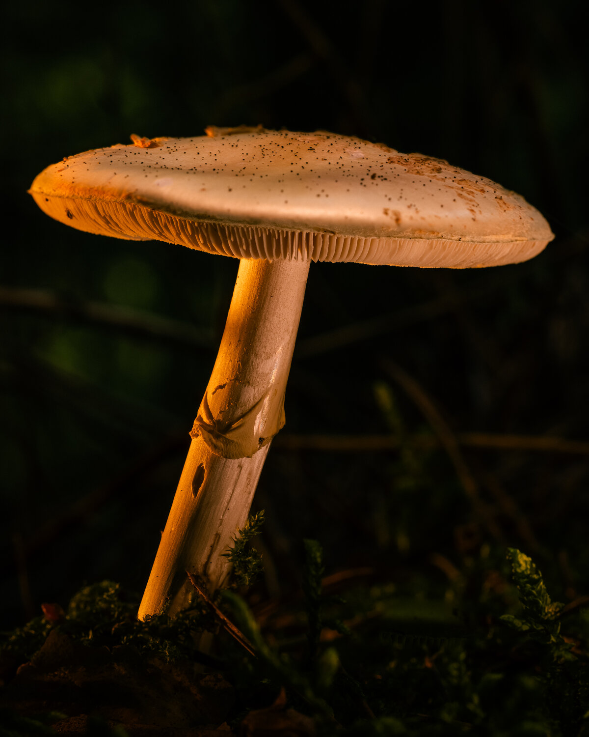 Photo #13968574