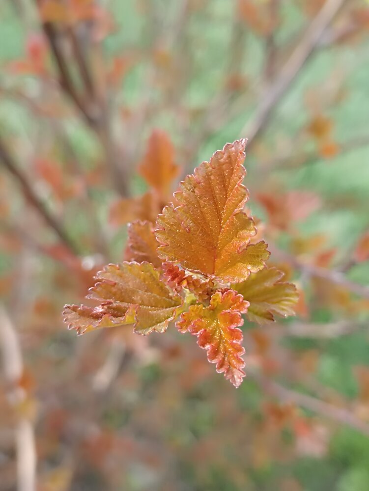 Photograph by Елена Павлова
