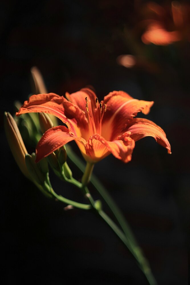 Photograph by Лариса Рыбак