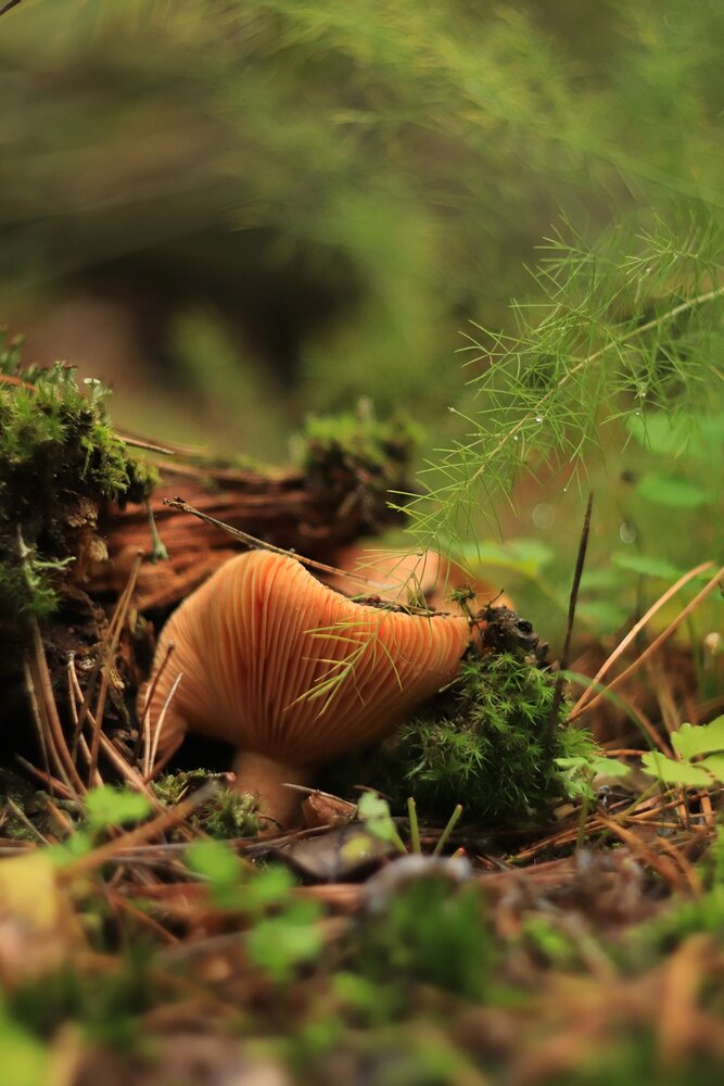 Photograph by Лариса Рыбак
