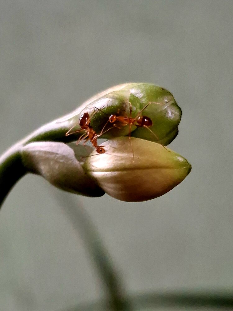 Ants