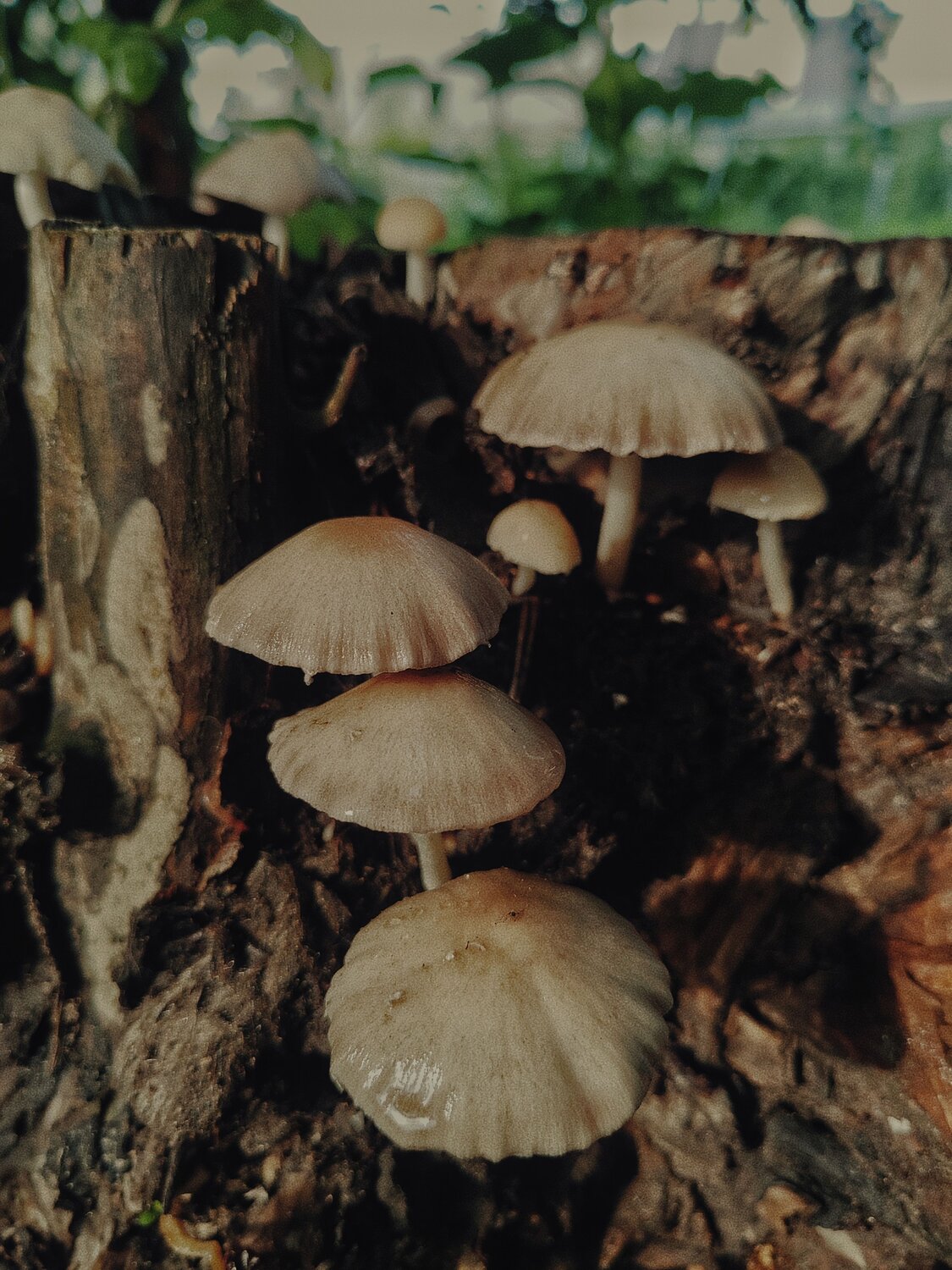 Photo #13968761
