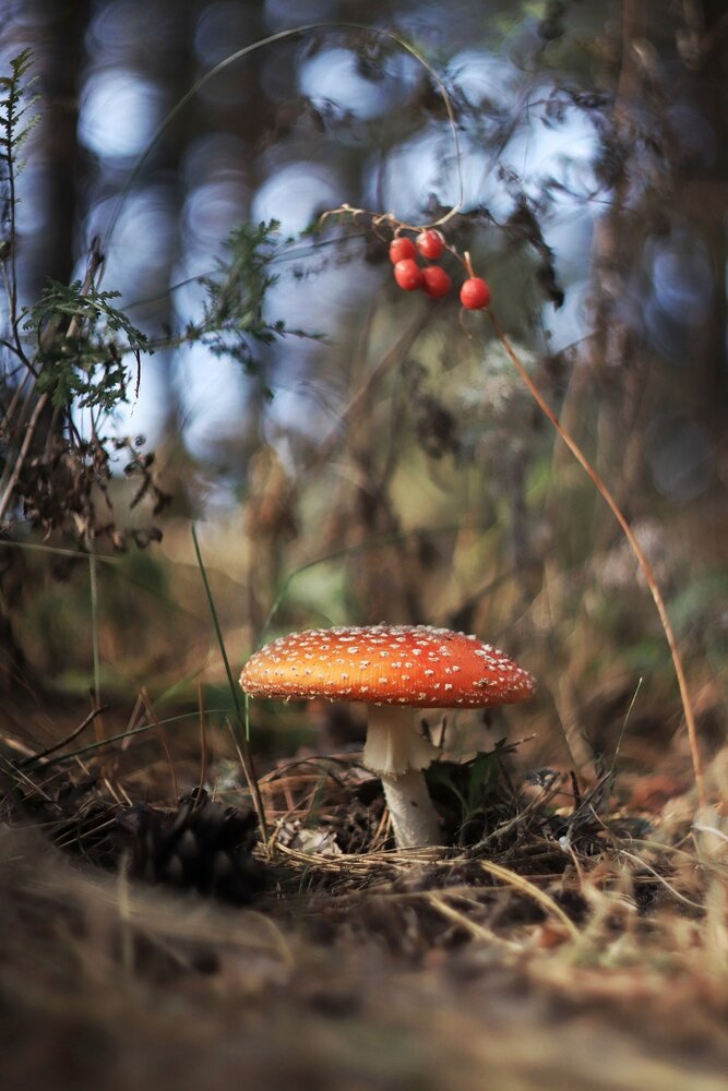 Photograph by Лариса Рыбак