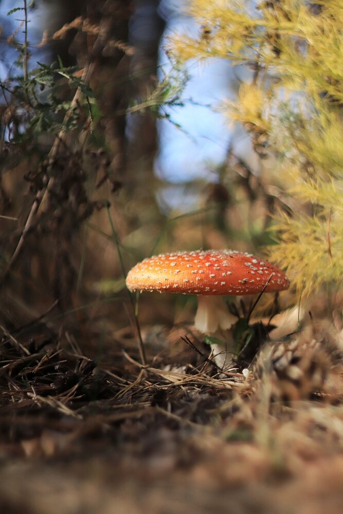 Photograph by Лариса Рыбак