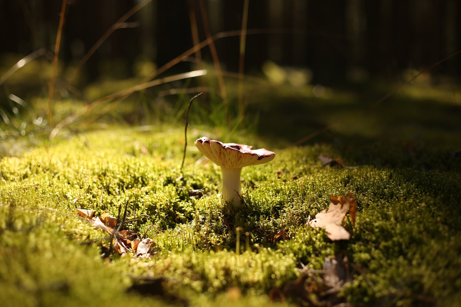 Photo #13968825