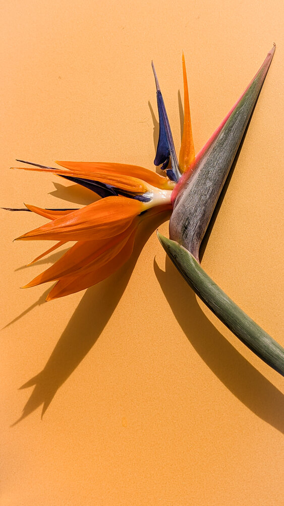Photograph by Iryna Usanova