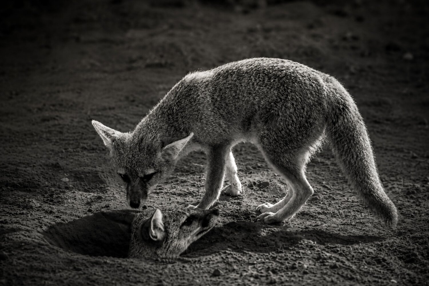 Photo #13968949