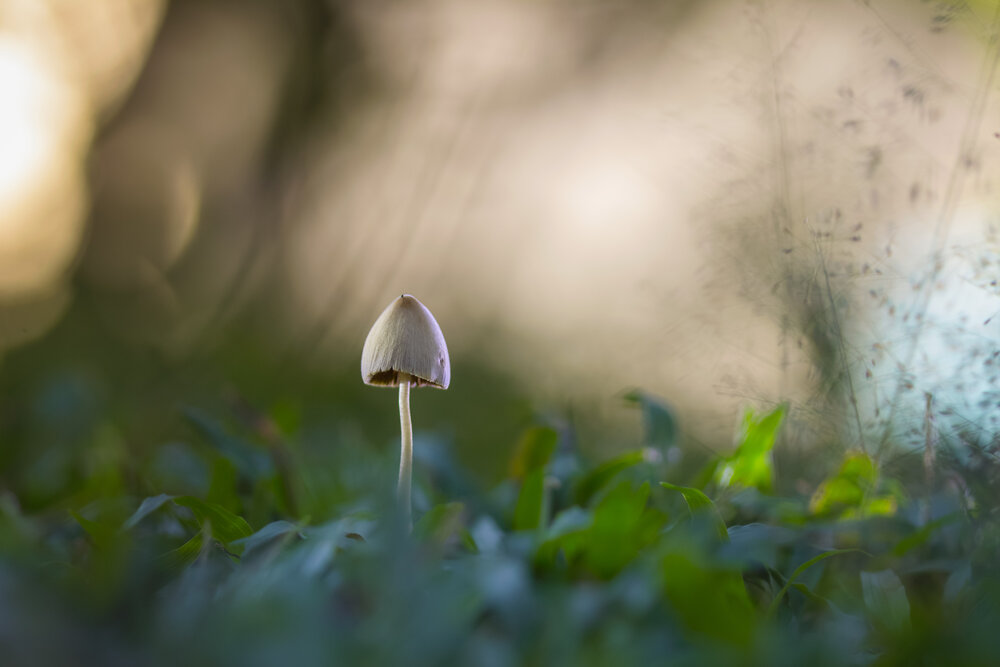 Silent Guardian Among the Grass