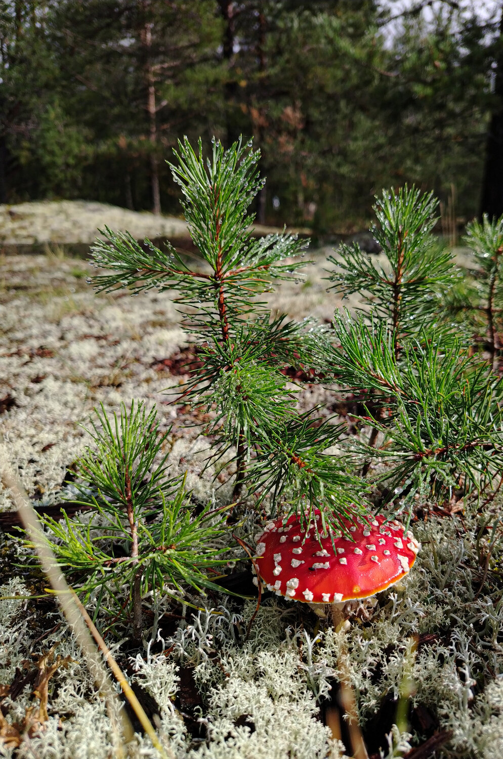 Photo #13969019
