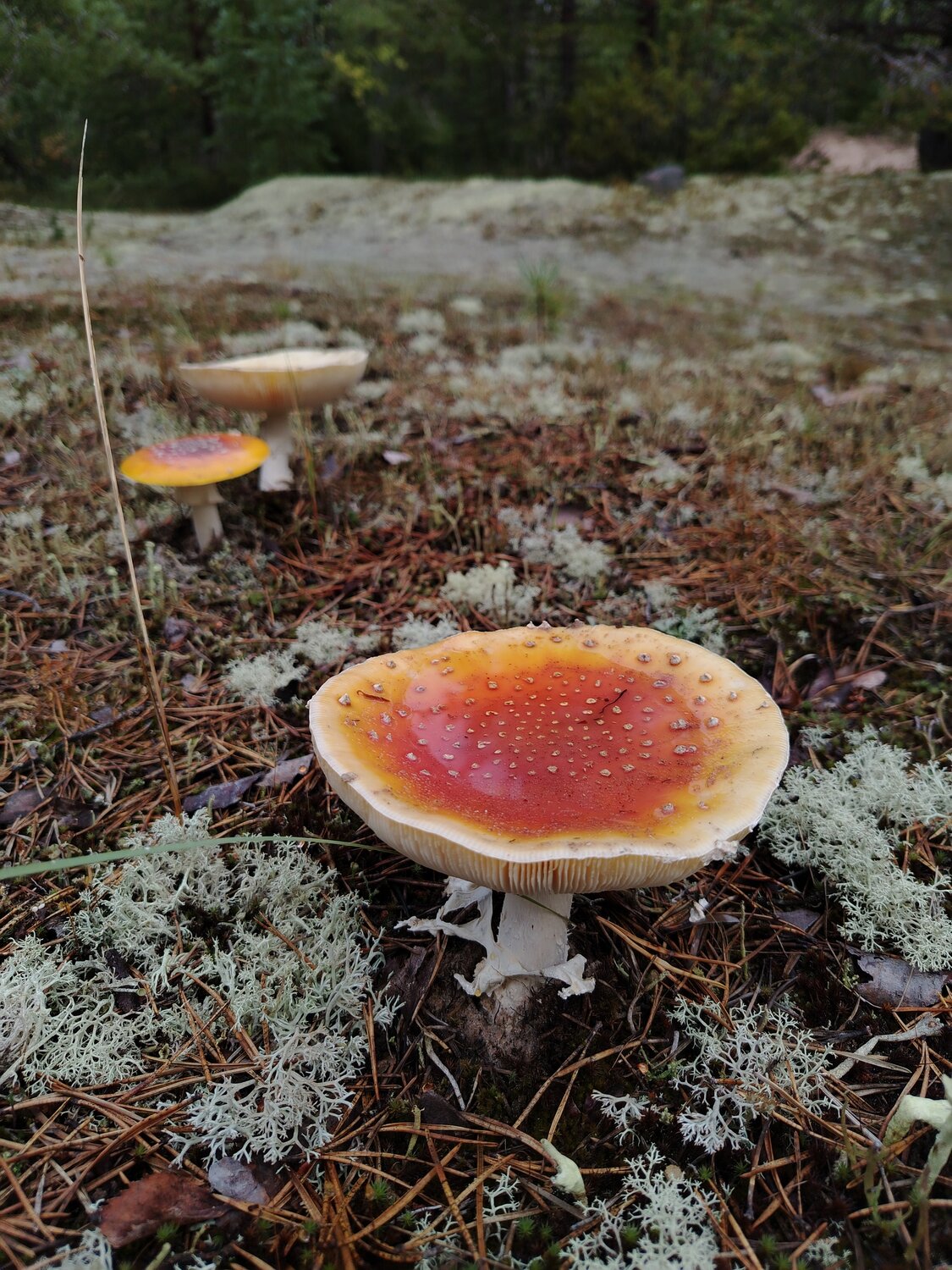 Photo #13969050