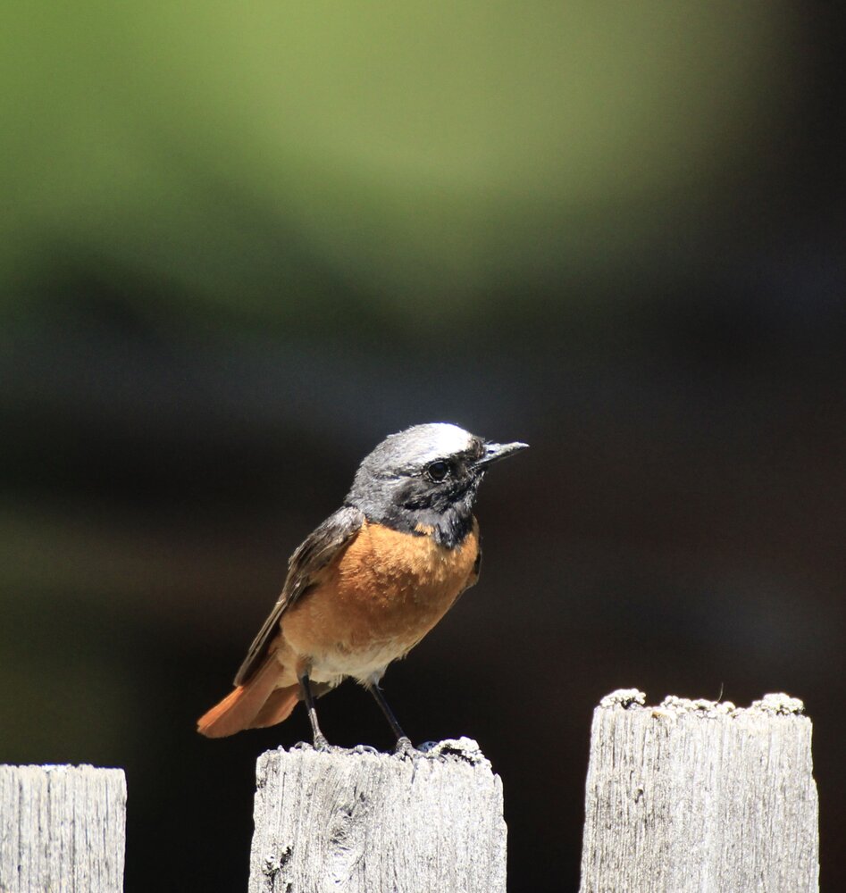 Photograph by Леунина Людмила