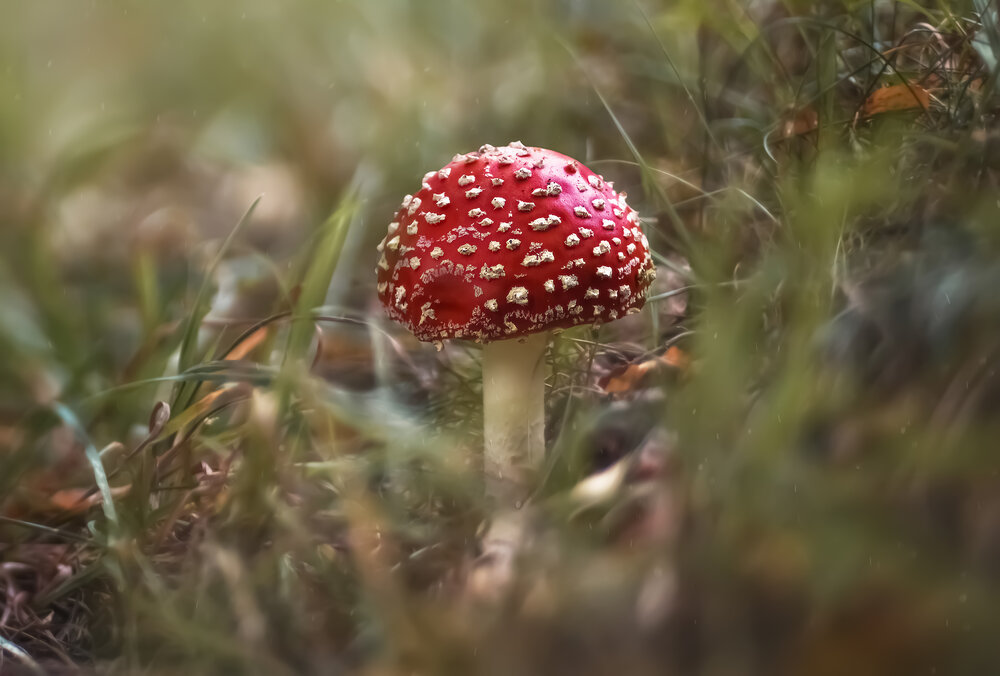 Photograph by Дарья Яновцева