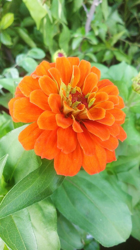 ORANGE FLOWER.
