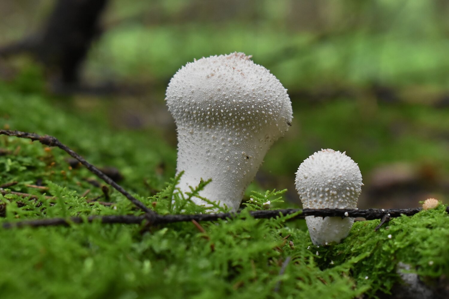 Photo #13969154