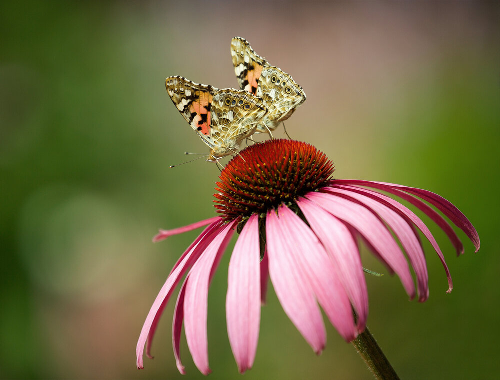 Photograph by Мила Миронова