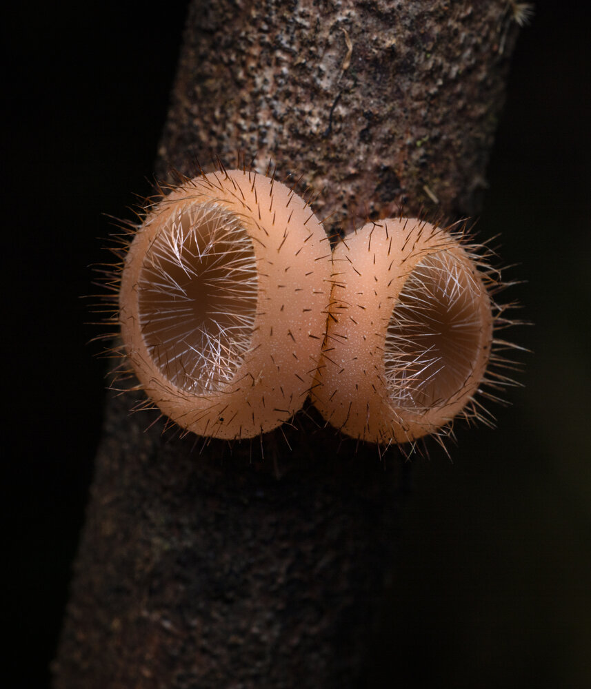 Photograph by Shajin Nambiar