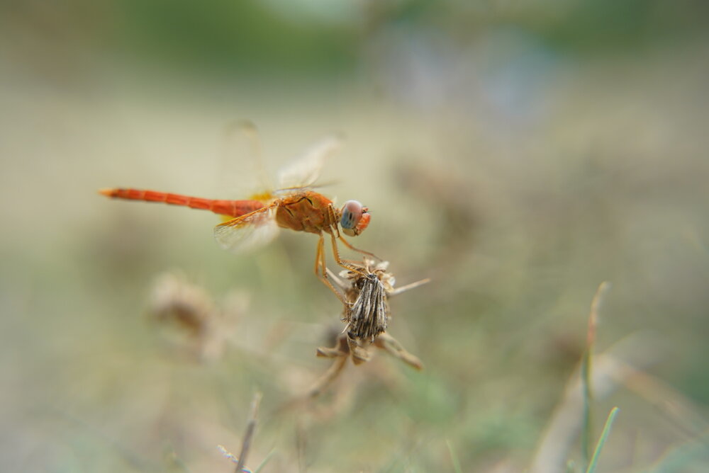 Photograph by farzaneh razmgir