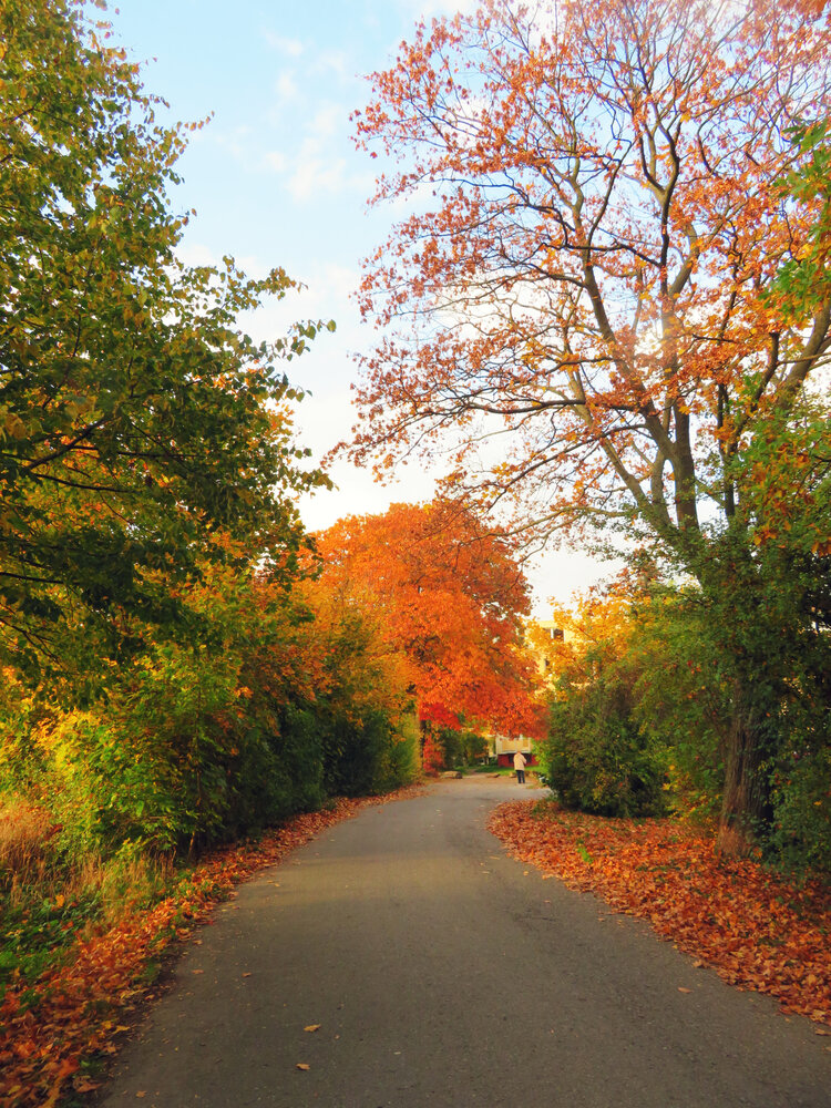 Autumn Path with Vibrant Orange and Red Fall Foliage and Fallen Leaves