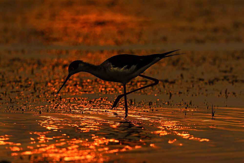 Photograph by Saumi Biswas
