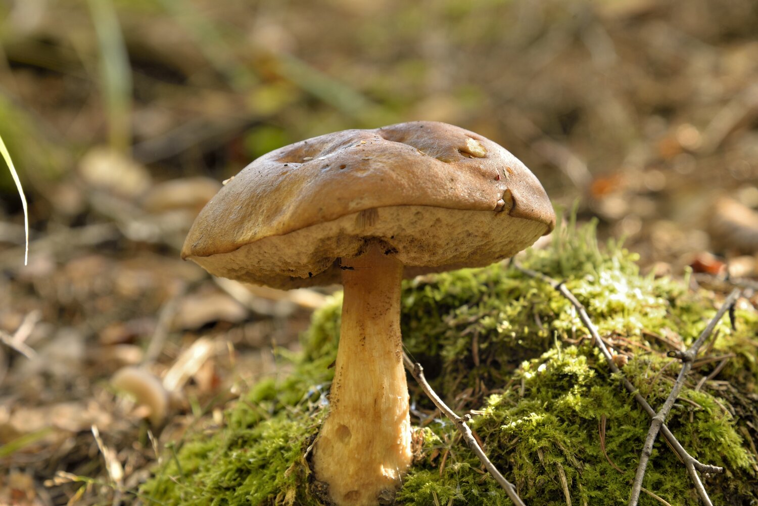 Photo #13969436