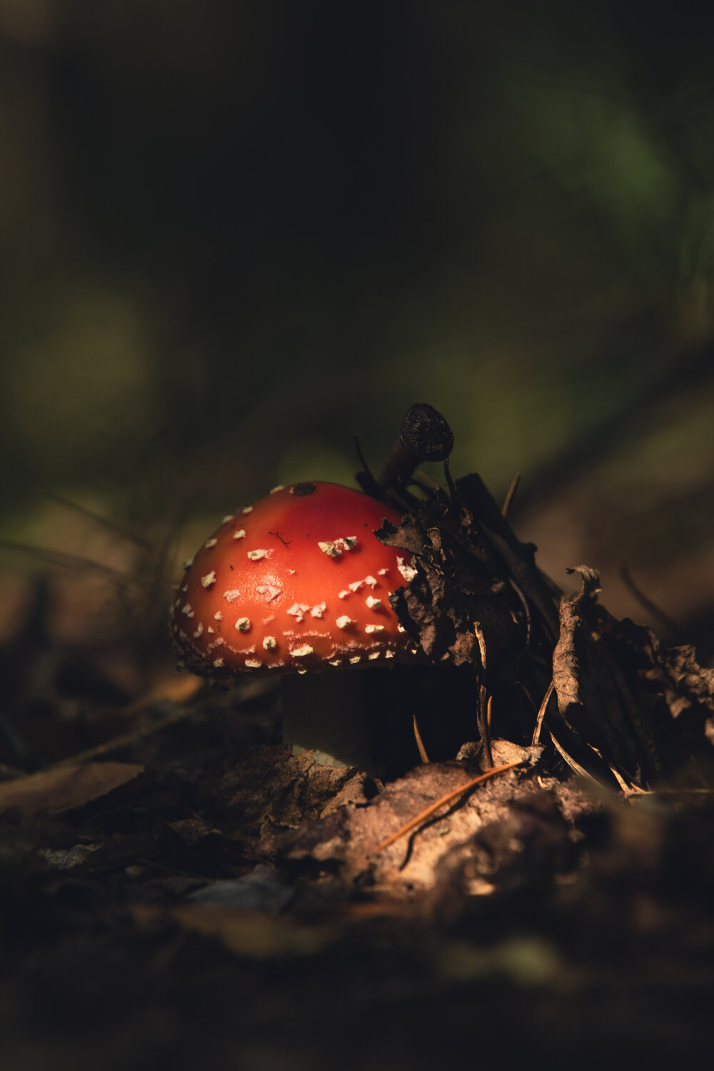 Photo #13969469