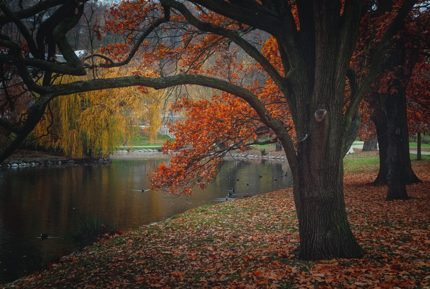 Photo #13969504