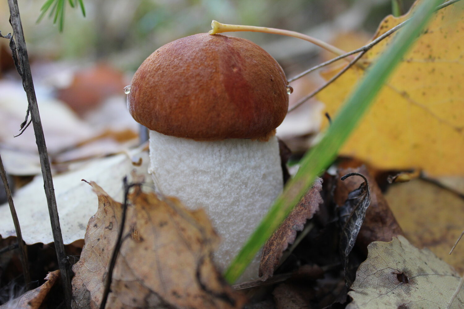 Photo #13969549
