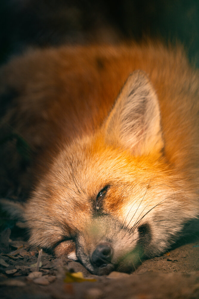 Photograph by KHOA