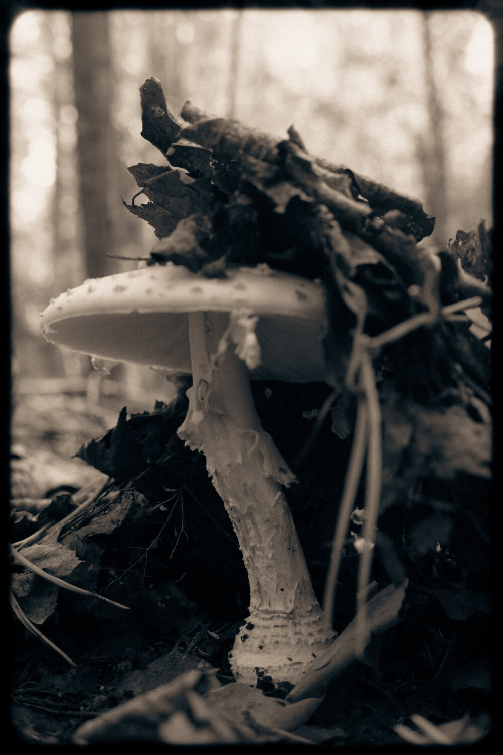 Photo #13969677