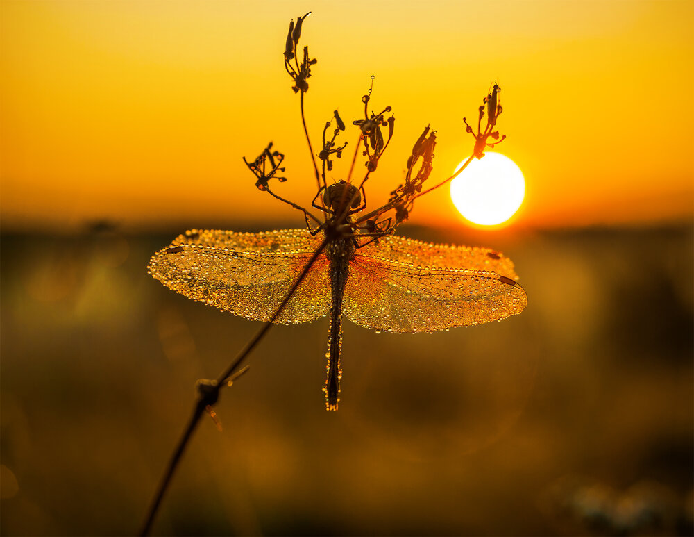 Photograph by Марина Брыдня