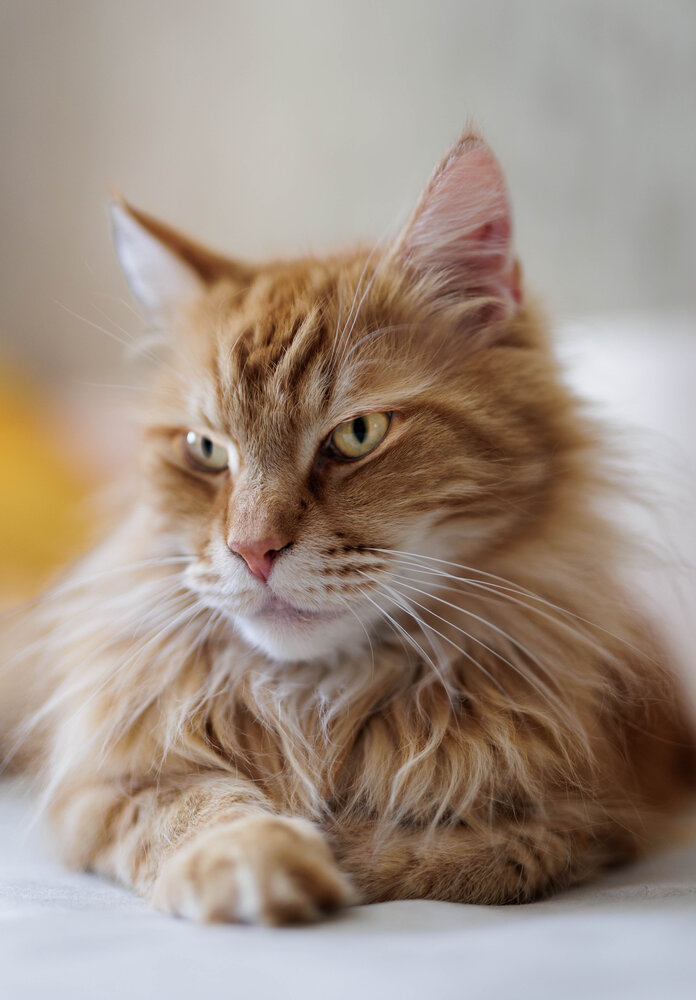 Photograph by Kirill Zimnev